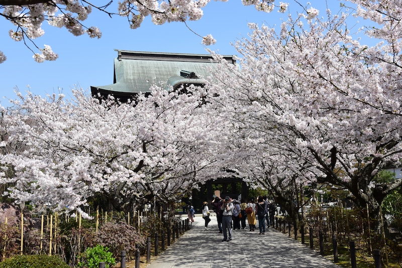 建長寺参道の桜と三門（山門）