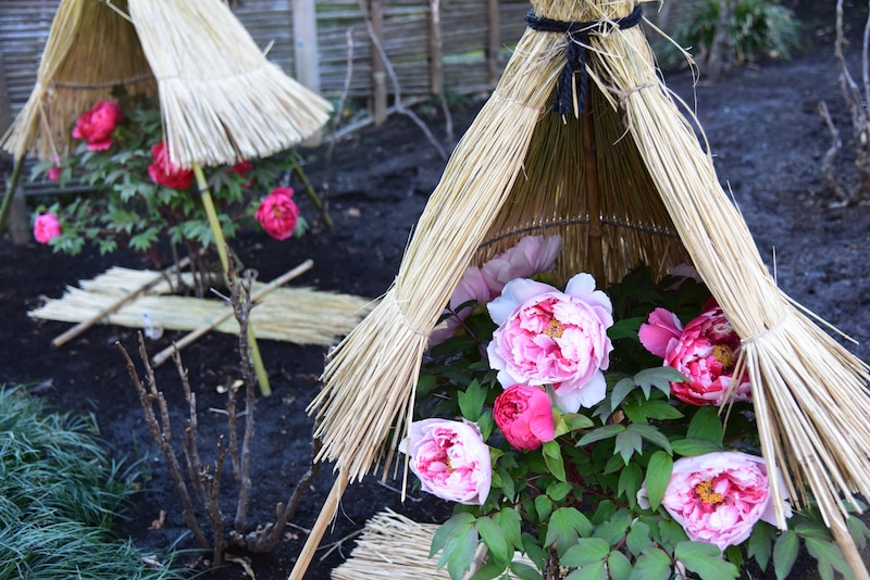 真冬に雪よけの薦（こも）の中で大輪の花を咲かせる冬牡丹（寒牡丹）