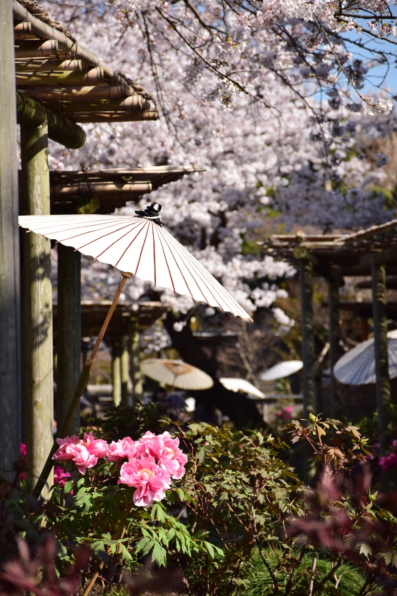 源氏池のほとりに咲く、桜と牡丹