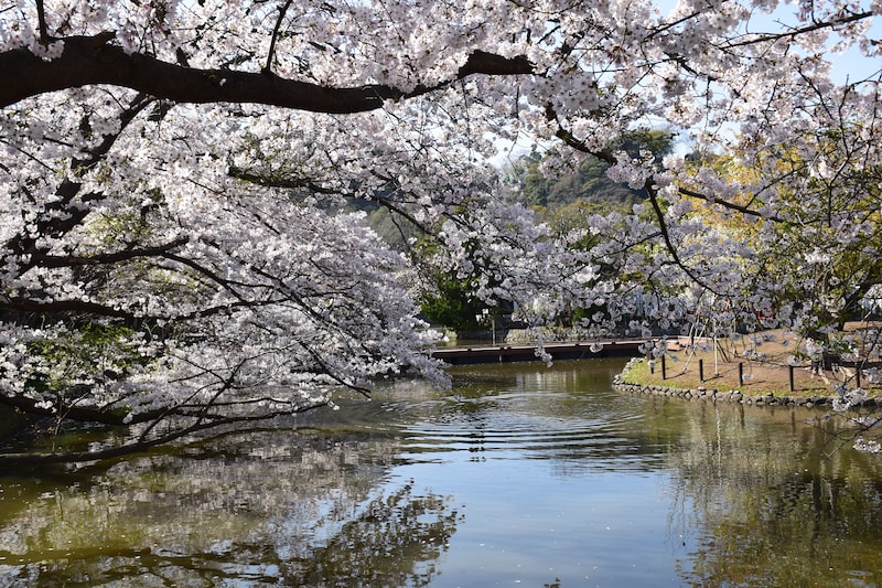 源氏池のほとりに咲く桜