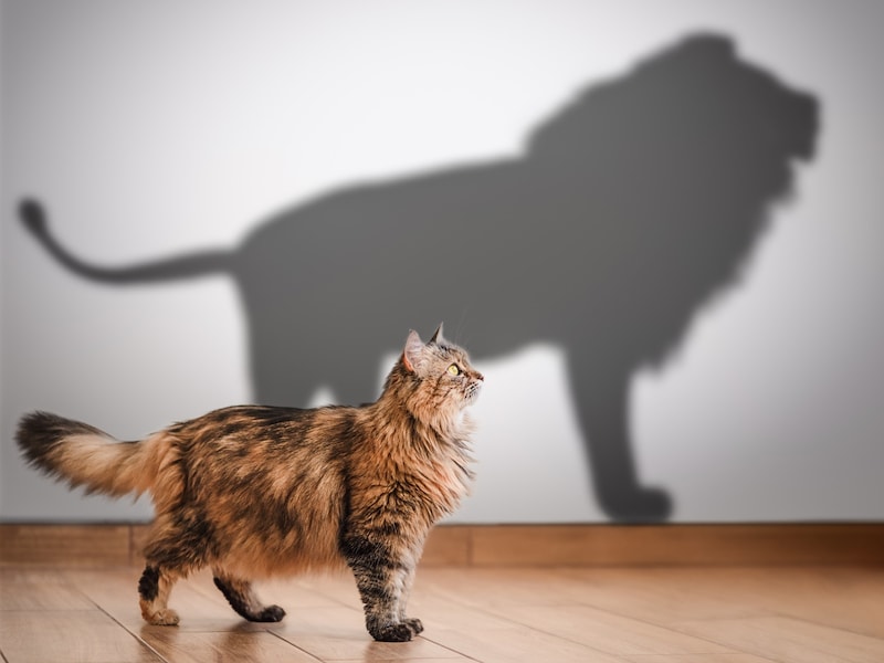 「浮気する夢」のなかで、あなたは何をしていましたか?