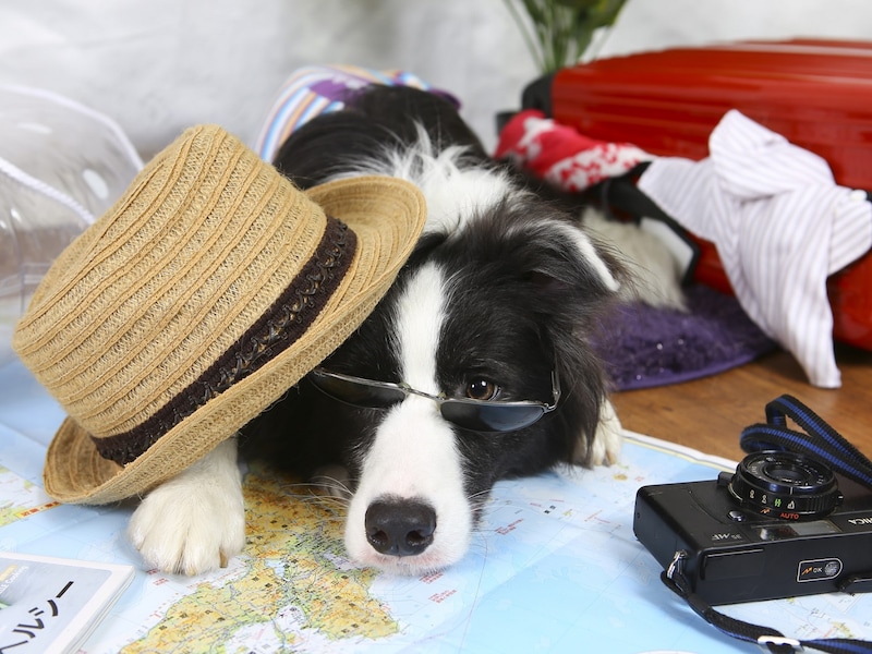 韓国のペット同伴事情