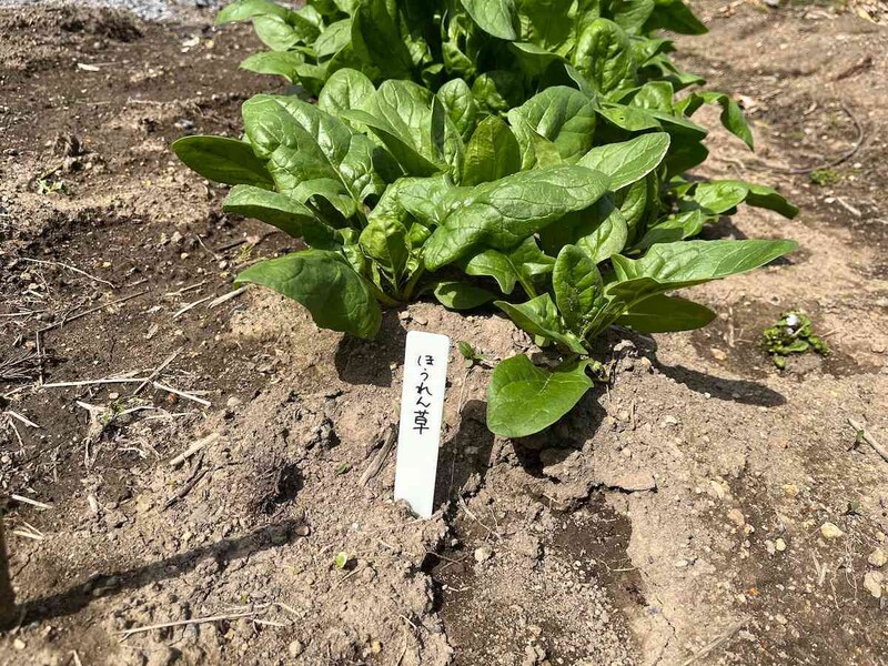 セリアの「フラワータグ ストレート L」をほうれん草の目印に！