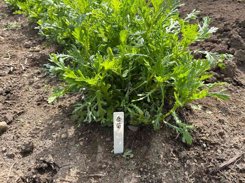 セリアの「フラワータグ ストレート M」を畑で使ってみる