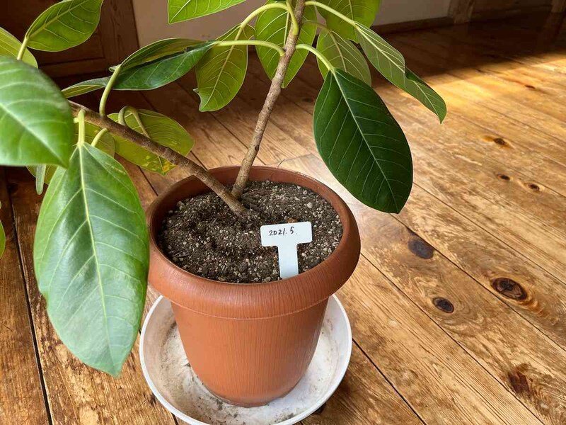 セリアの「フラワータグ T字」は観葉植物にさしてもよさそう