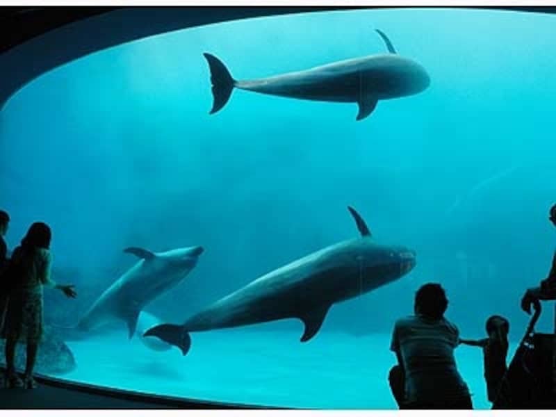 北館を入るとすぐイルカたちが戯れる巨大な水槽が目の前に