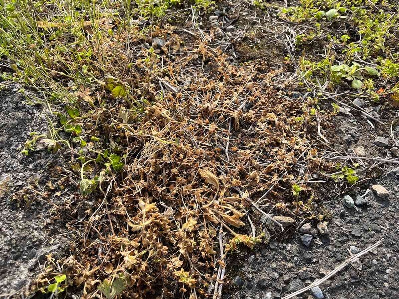 ダイソーの「そのまま使えるお酢の除草剤」をかけた雑草は枯れている