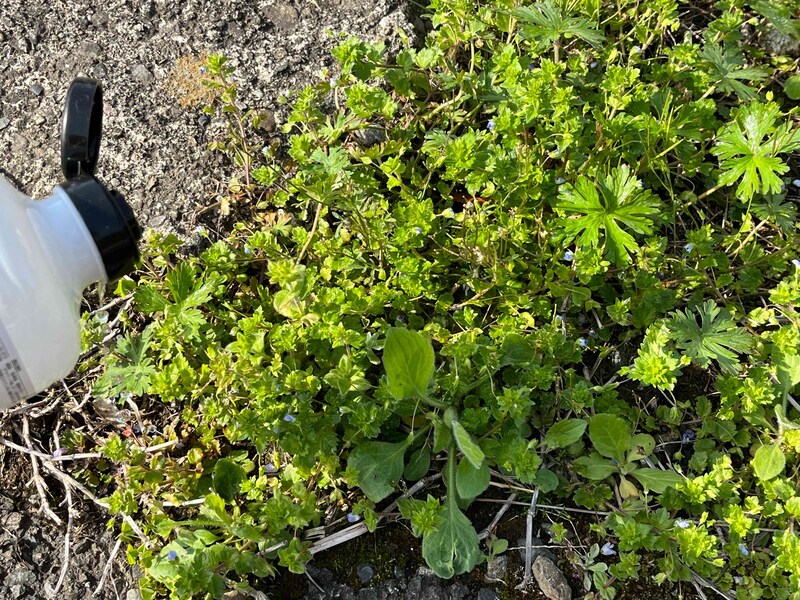 ダイソーの「そのまま使えるお酢の除草剤」を使ってみる