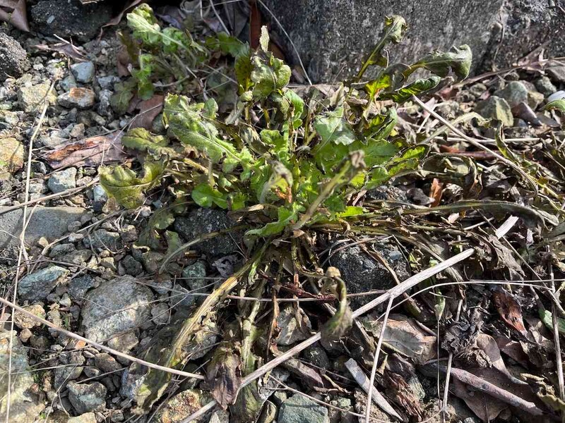 根本部分が枯れている