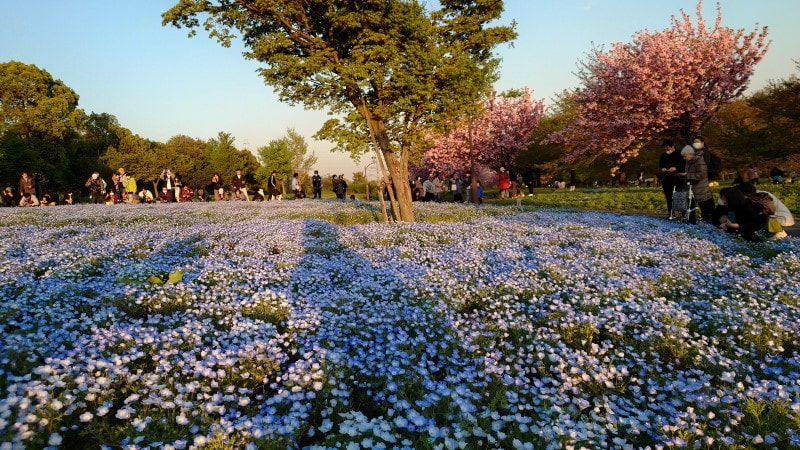 舎人公園のネモフィラと桜（1）