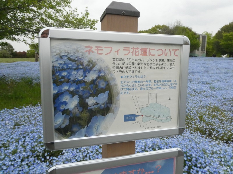 舎人公園のネモフィラの紹介