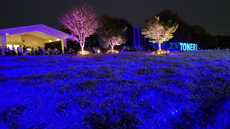 舎人公園のネモフィラと桜（6）／ライトアップ