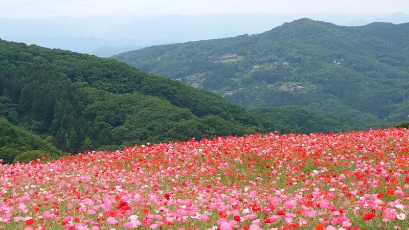 天空のポピー(3)