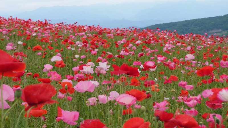 天空のポピー(5)