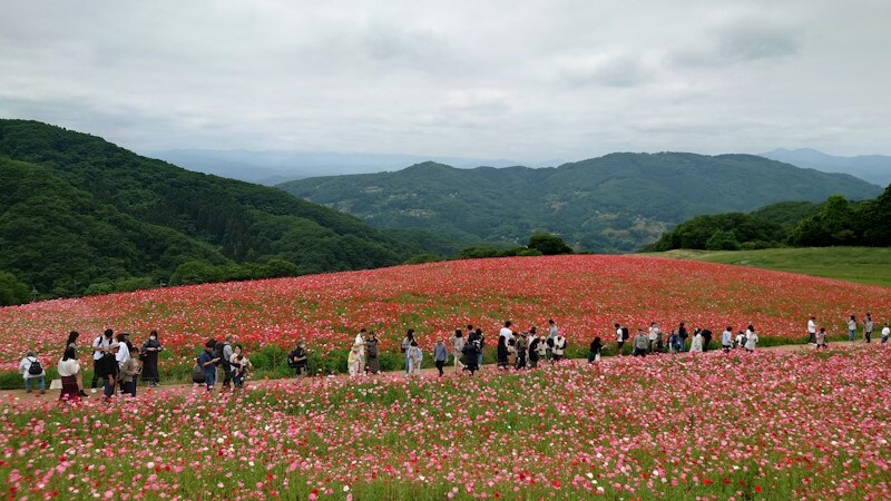 天空のポピー(6)