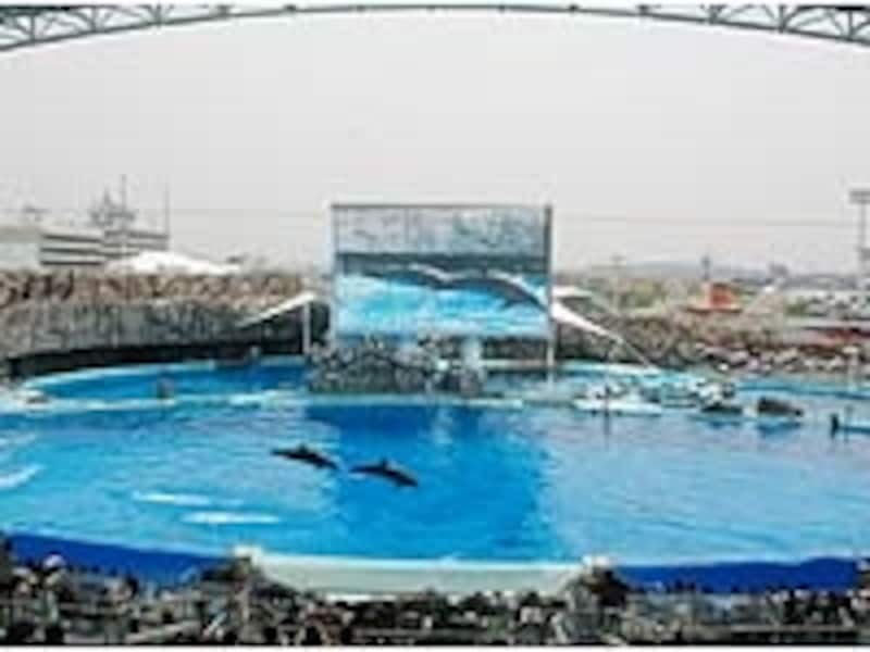 巨大なプールには超大型スクリーンもあり、水上と水中からイルカたちの泳ぐ姿を観られる