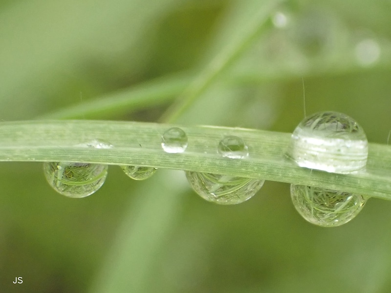草に付いた水玉