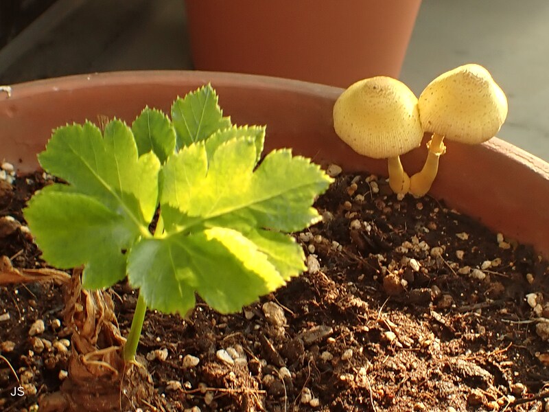 植木鉢に生えたキノコ