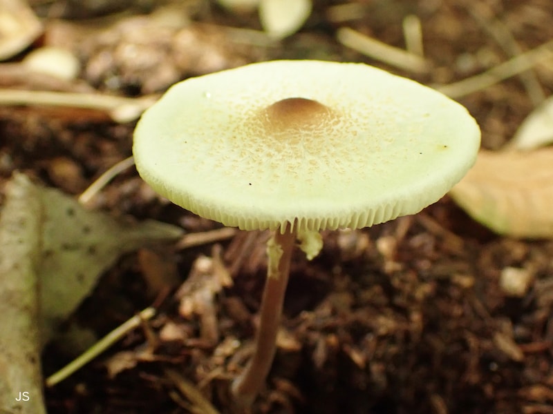 道端に生えたキノコ