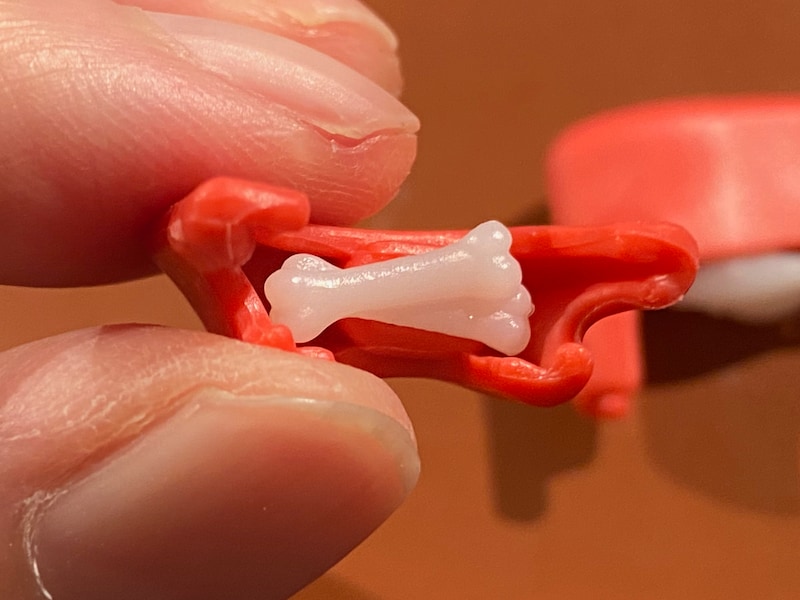 サメの胃の中の謎の骨