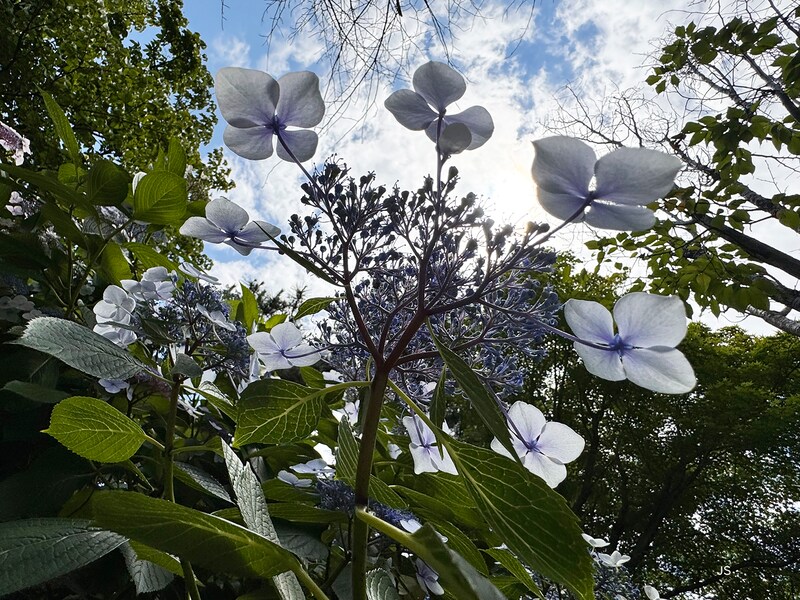 アジサイ撮影