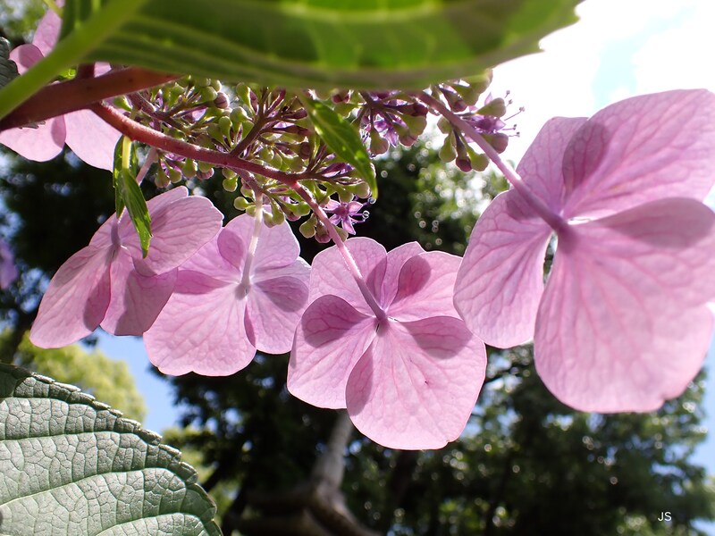 アジサイ撮影