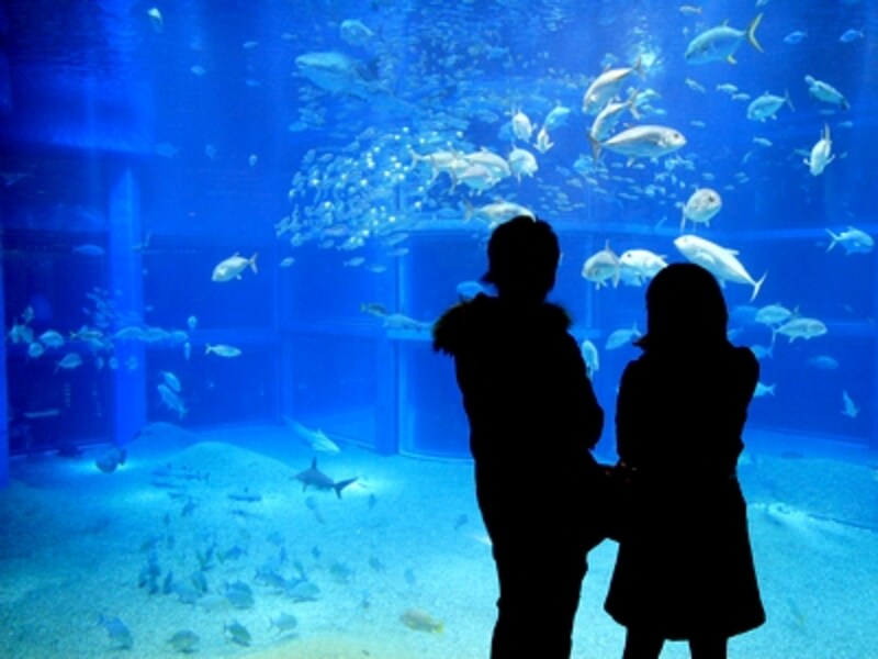 海遊館・太平洋水槽