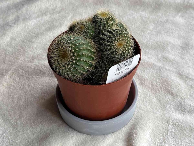 スタンダードプロダクツの「円柱型陶器植木鉢」はトレー付き