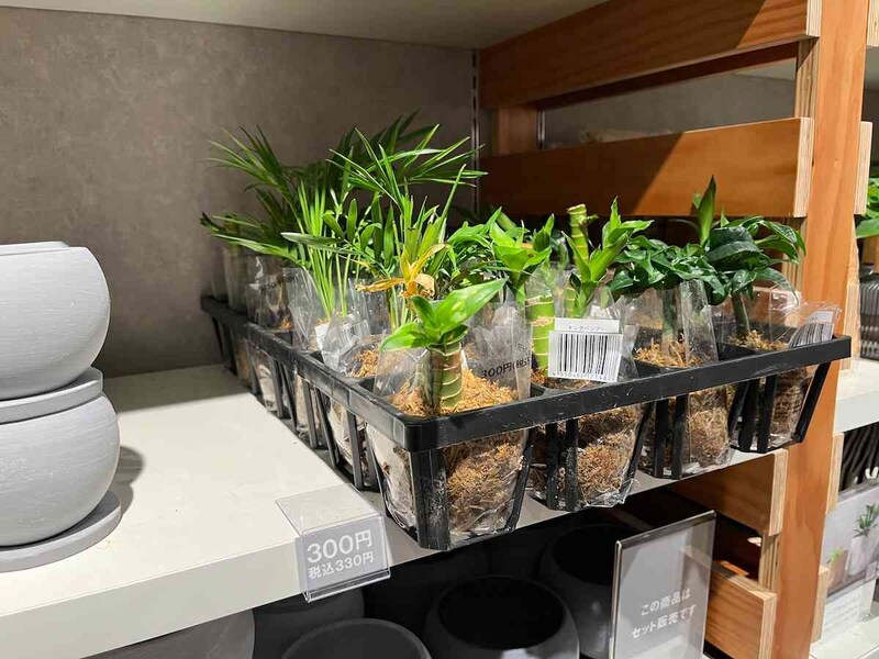 スタンダードプロダクツでは「ラウンドスレート」に置く植物を330円（税込）で販売