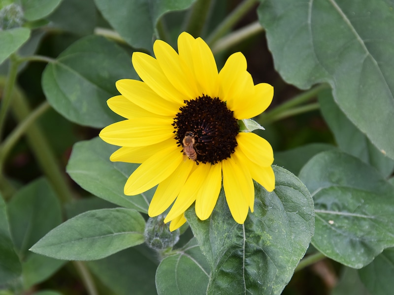 ハウステンボス