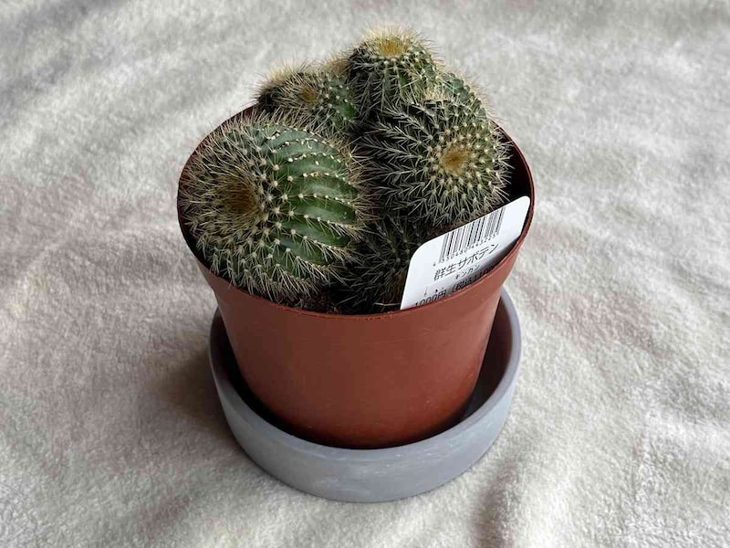 スタンダードプロダクツの「円柱型陶器植木鉢」と「群生サボテン」
