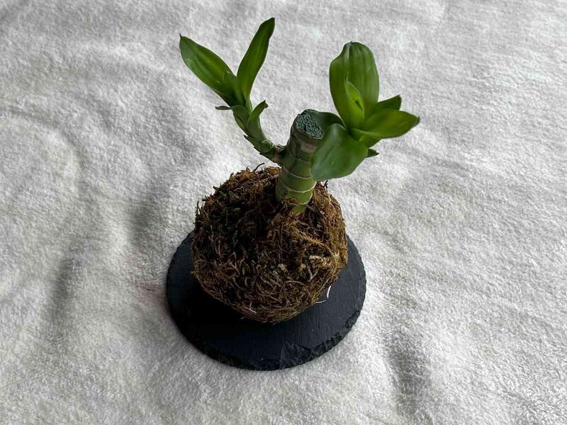 スタンダードプロダクツの「ラウンドスレート」と「植物」