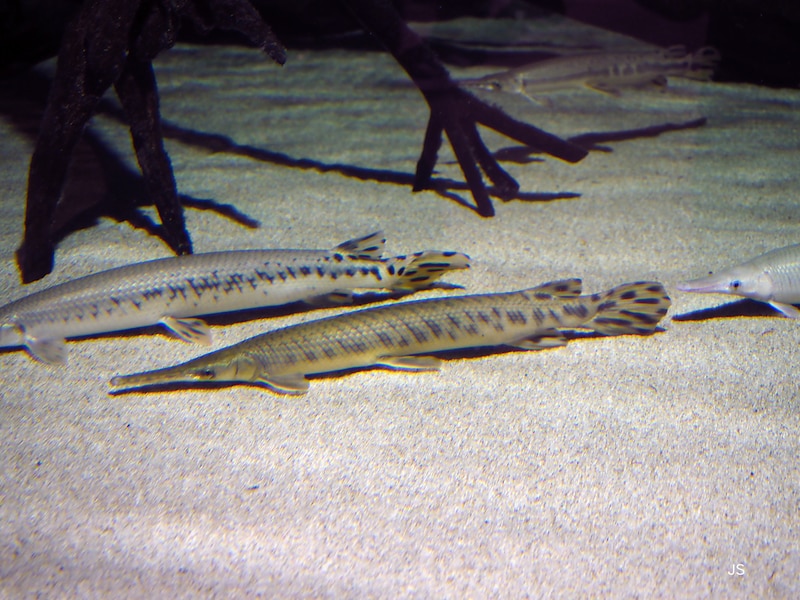 水族館の生き物