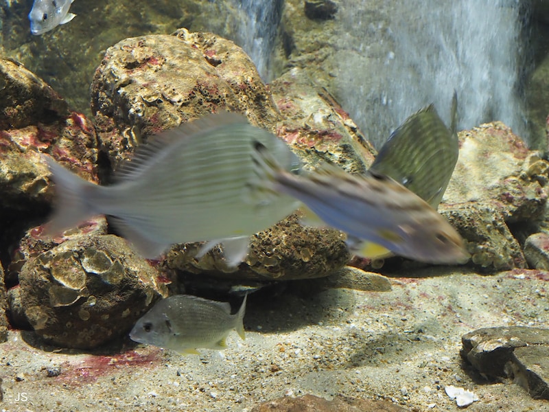 水族館の生き物