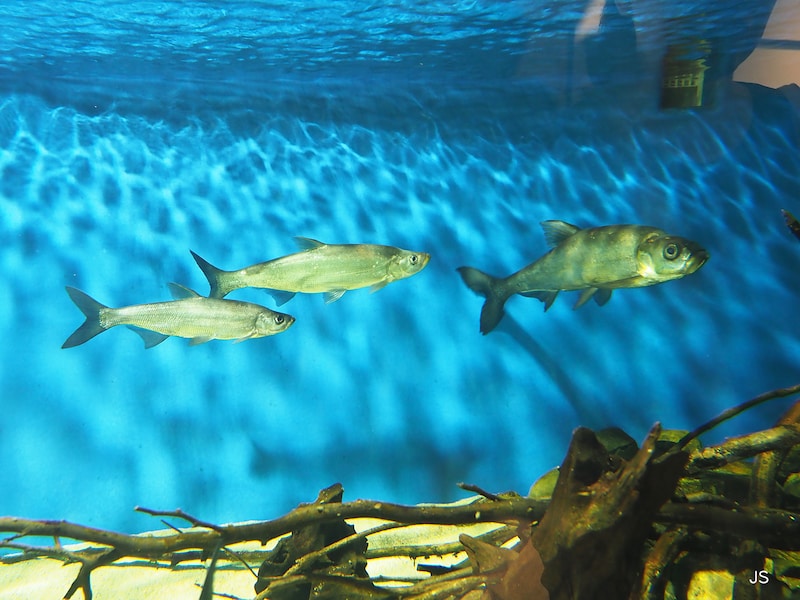 水族館の生き物
