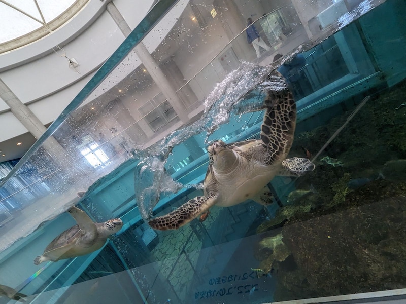ジャパネットクルーズ