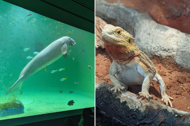 ジャパネットクルーズ