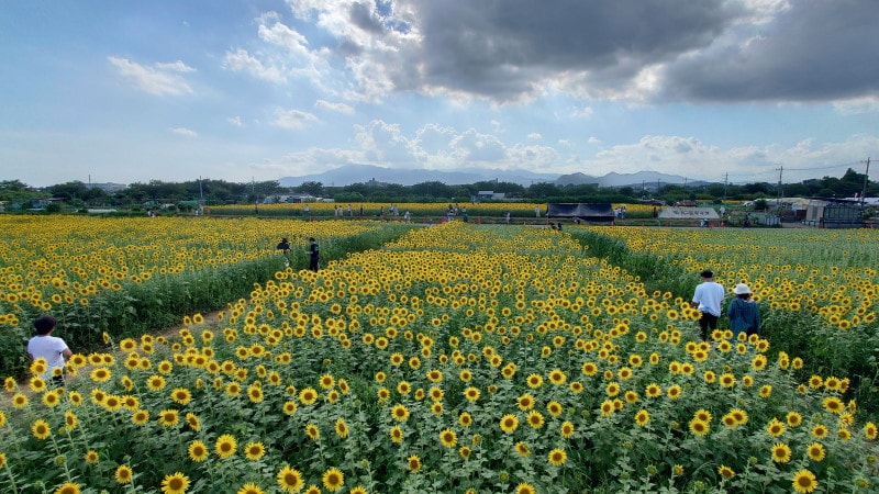 座間のひまわり(5)
