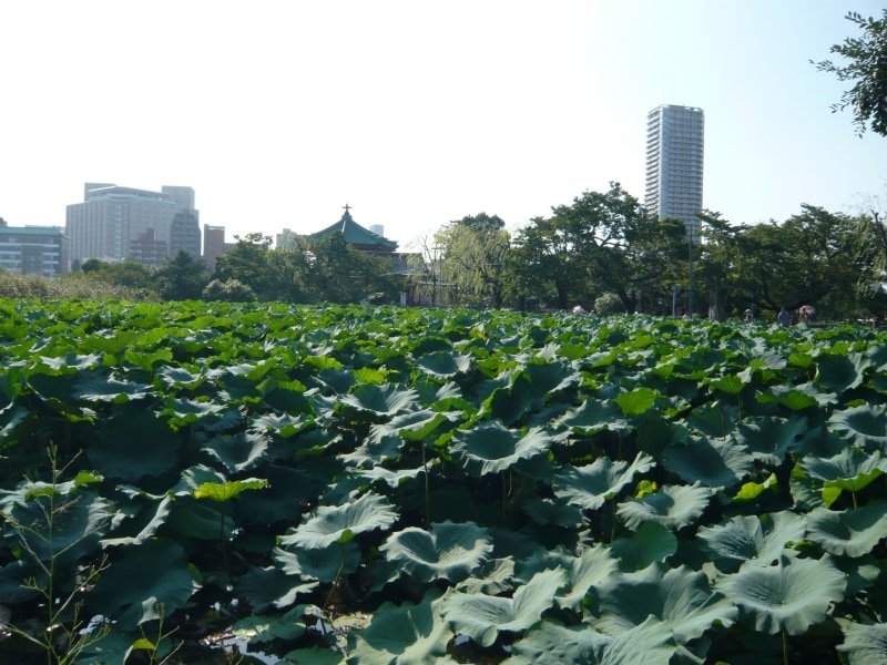 四季折々の表情が楽しい『不忍池』