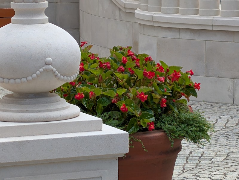 カメラ作例（デジタル8倍）