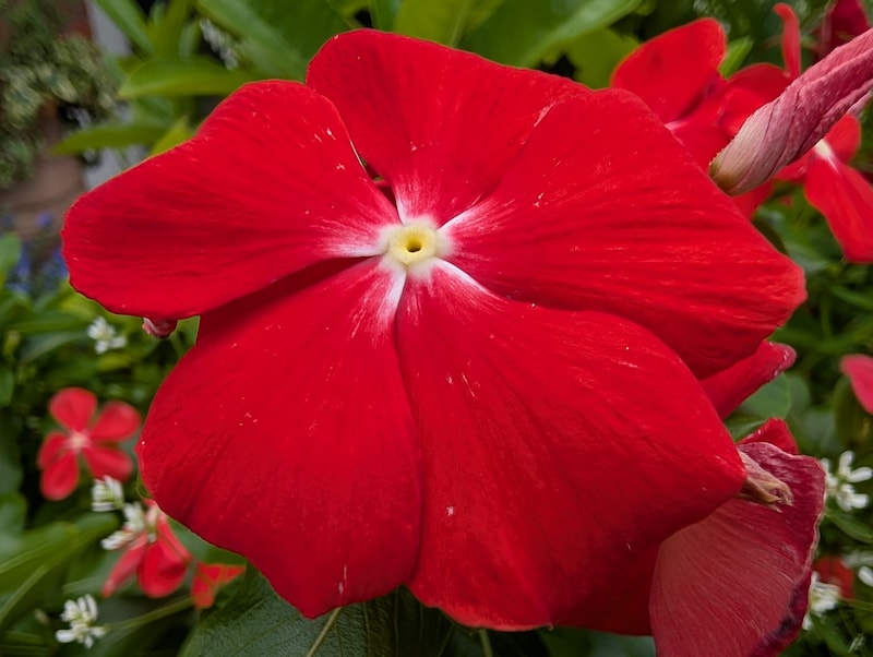 カメラ作例（マクロ）