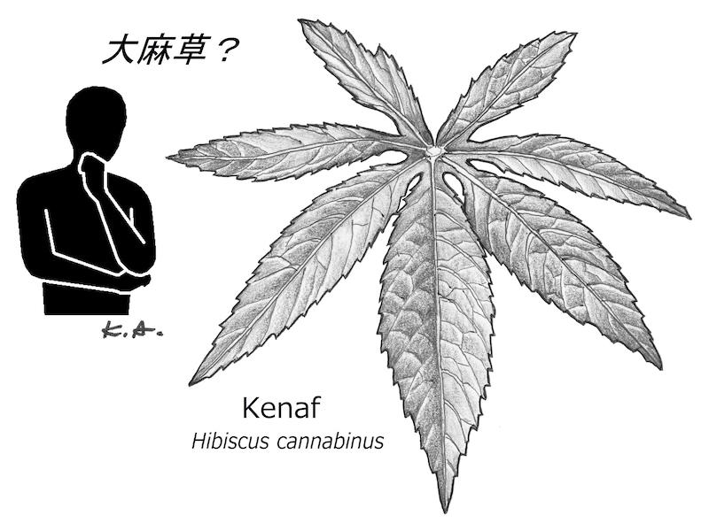 ケナフ,大麻草