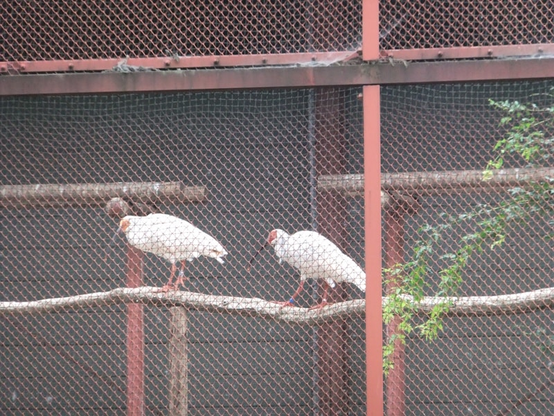 トキ保護センターのトキ