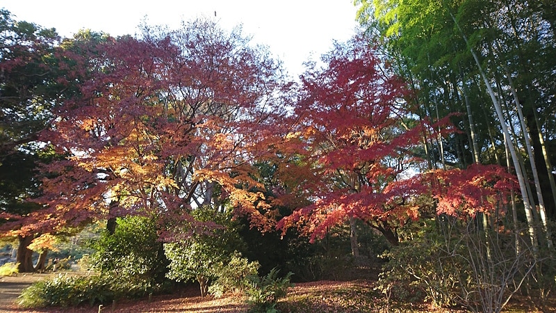 六義園の紅葉（1）
