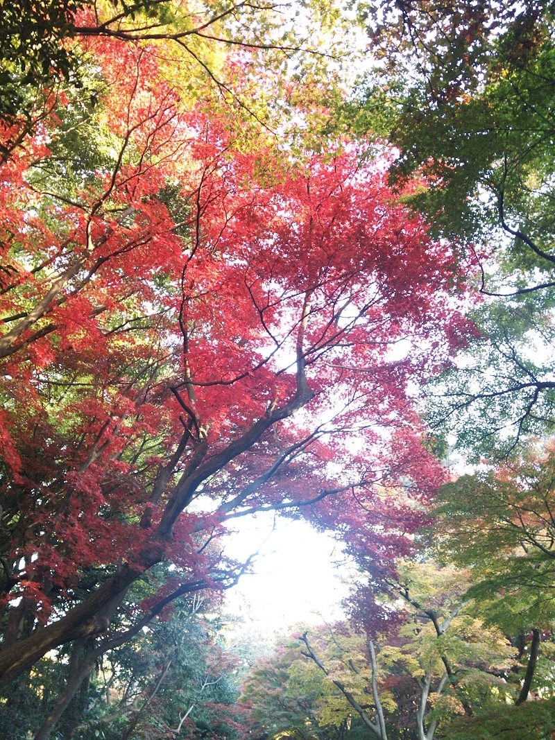 新宿御苑の紅葉