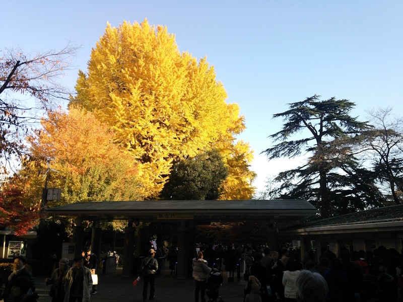 新宿御苑の黄葉