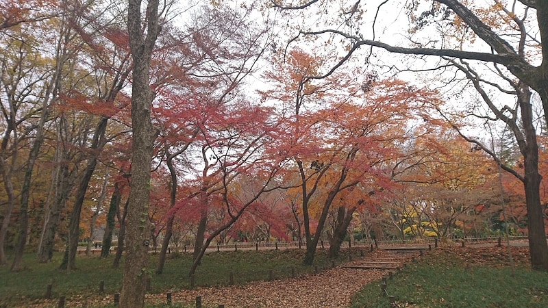 神代植物公園の紅葉（1）