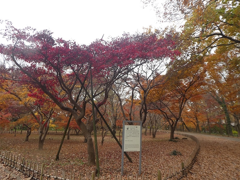 神代植物公園の紅葉（2）