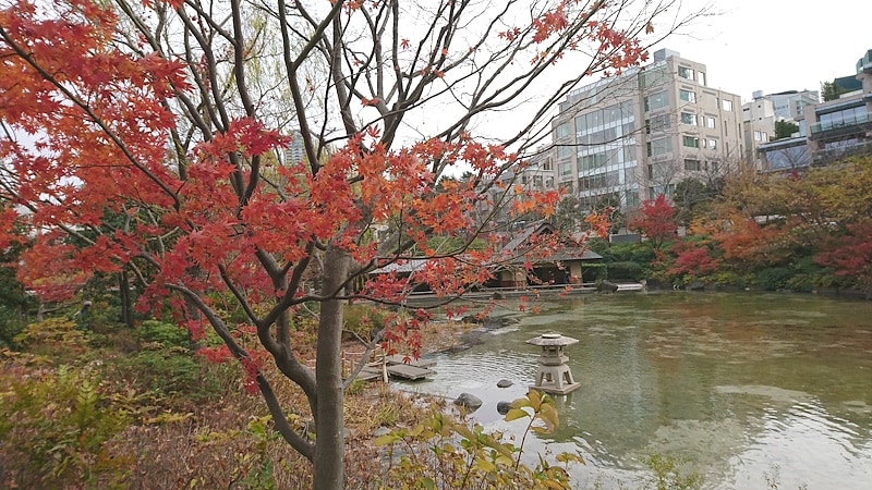 檜町公園の紅葉（1）