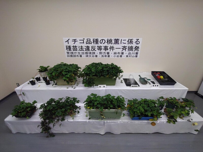 イチゴの苗を無許可販売し、警視庁が摘発